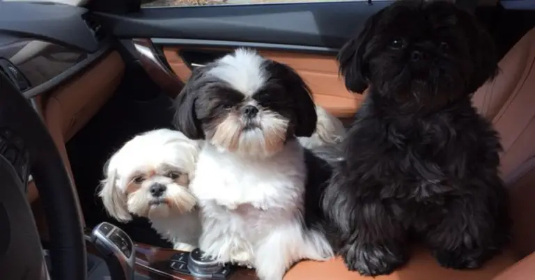 Why Shih Tzus are the WORST Dogs?