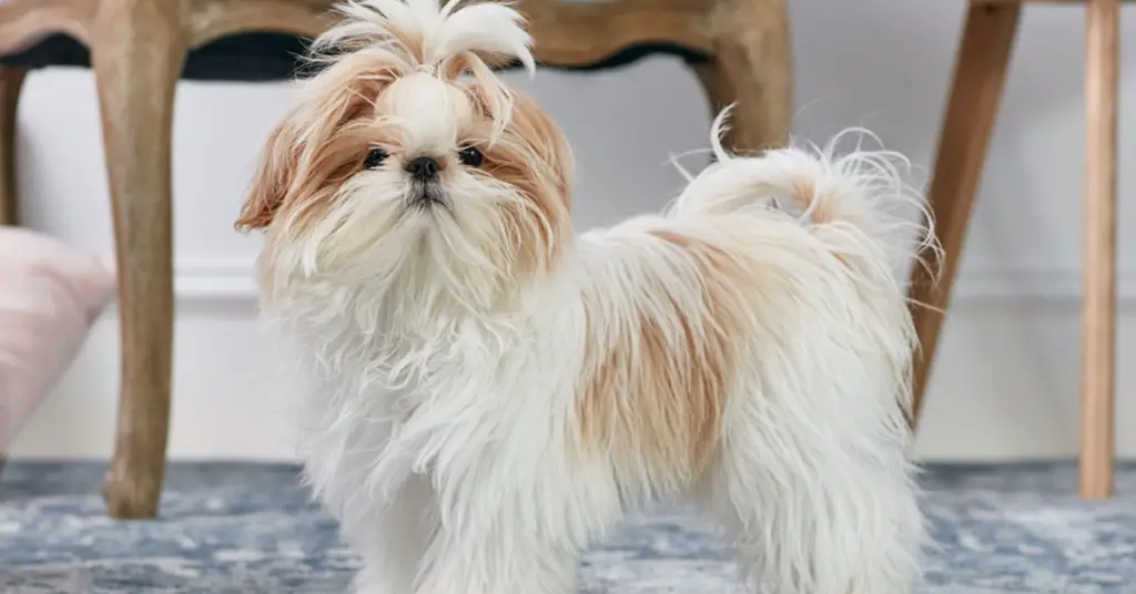 How Long Do Shih Tzus Live? Explained