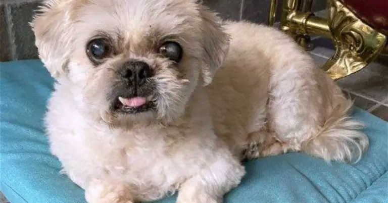 Rescued: Meet Maser Tx, the Senior Shih Tzu in Need of Love