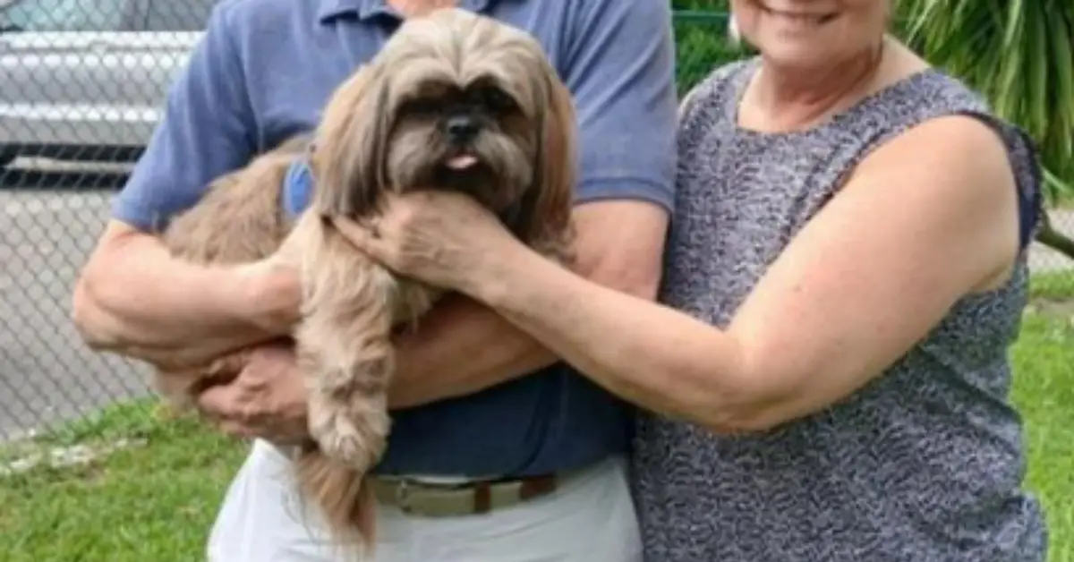 Chase Finds a New Home: A Heartwarming Shih Tzu Adoption Story