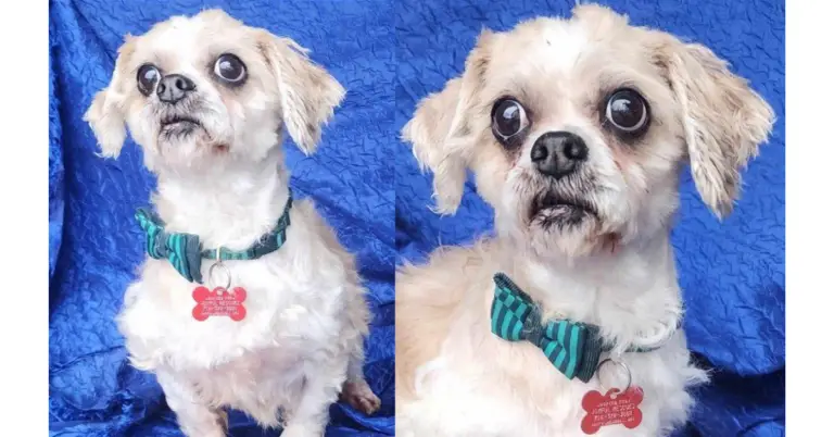 Rescued Shih Tzu Chief: Finding His Forever Home