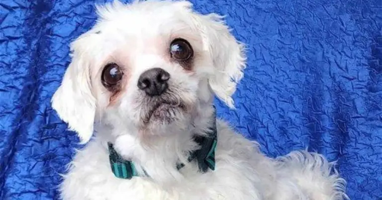 Rescued Shih Tzu Odie: A Journey to Finding Forever