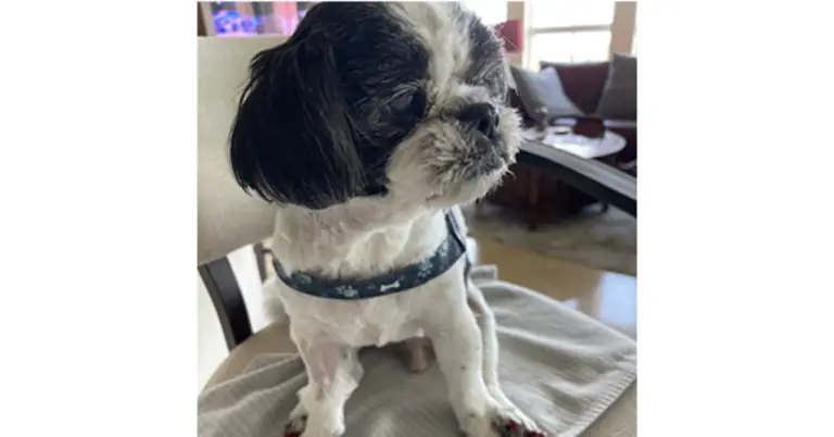 Shih Tzu's Journey from Abuse to Love
