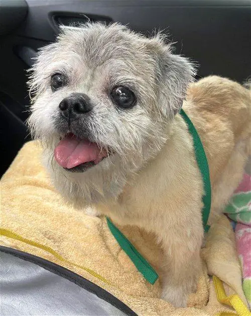 Meet Souffle: A Sweet Rescued Senior Shih Tzu in Search of a Loving Home