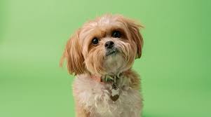 Why Your Shih Tzu Sticks Close: The Secret of Their Loyalty