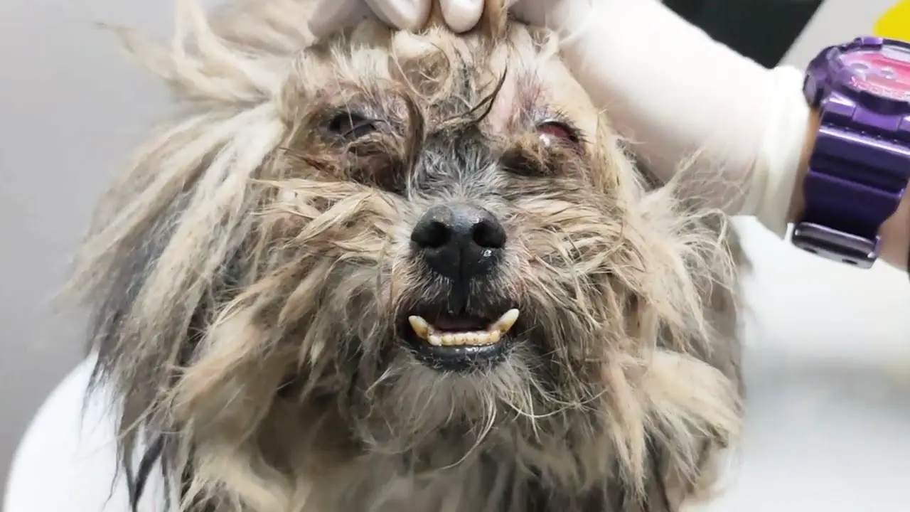 Discovering a Forgotten Soul: Rescuing the Old Shih Tzu