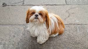 Providing Care for a Rescued, Adopted Shih Tzu