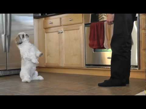 Impressive Shih Tzu Tricks: A Dog's Delight