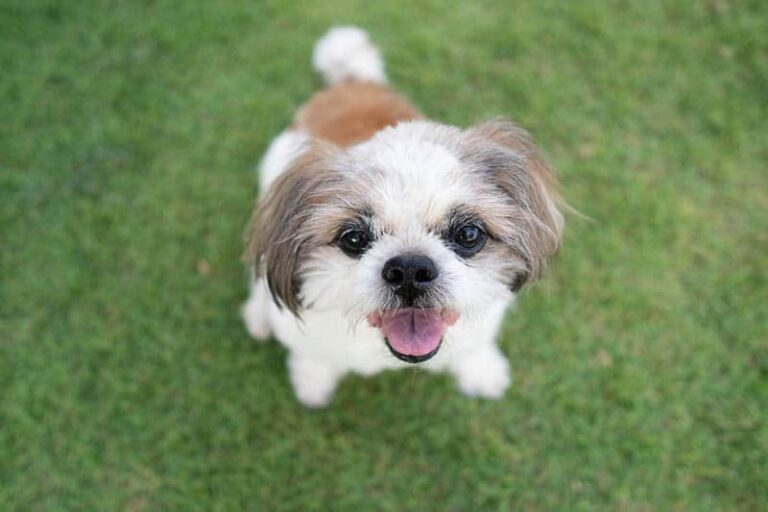 Comprehensive Guide to Rescuing and Caring for Shih Tzus