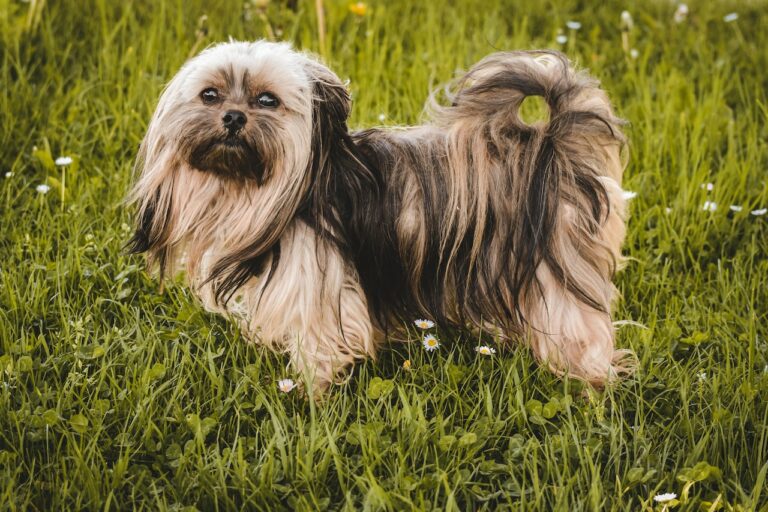 Shih Tzu Advice for New Owners
