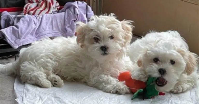 Meet Fitz: A Playful Pup Ready for Adoption