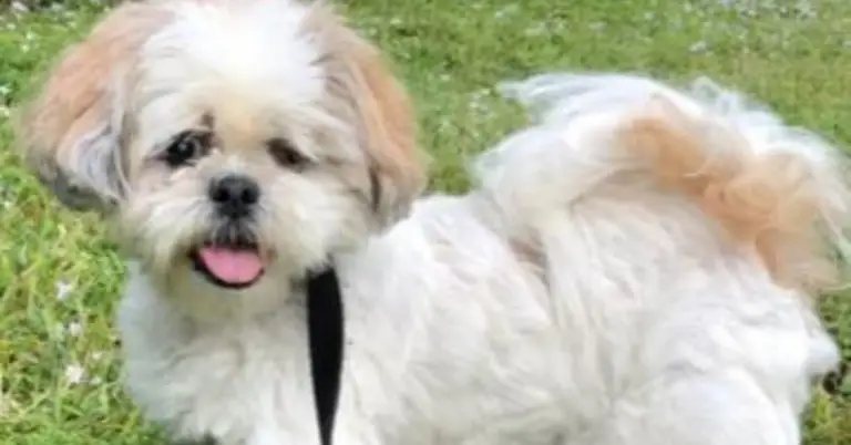 Rescued and Radiant: Meet Cobe, the Adorable Shih Tzu