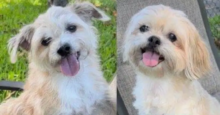 The Tale of Marlo and Iggy, Rescued Shih Tzus