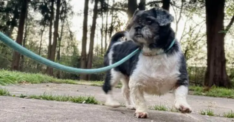 Finding Home: Gideon's Journey - A Rescued Shih Tzu's Tale