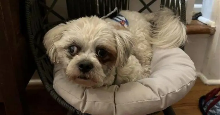 From Abandonment to Hope - A Rescued Shih Tzu's Story