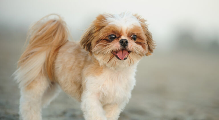 Essential Care Tips for Your 8-Week-Old Shih Tzu Puppy