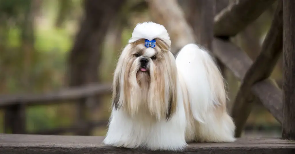 10 Things Shih Tzus Hate That Humans Do