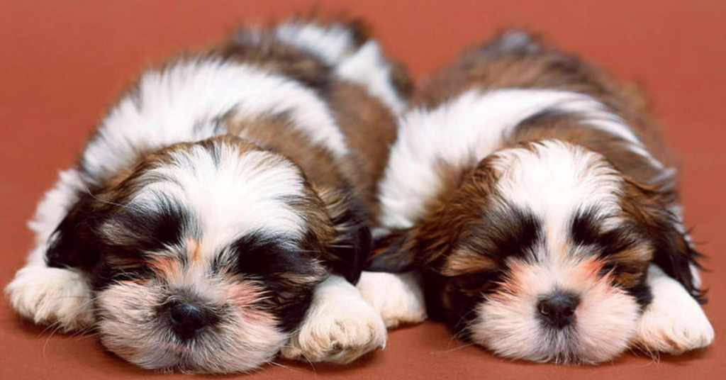 The Shih Tzu’s Unique Coat: Grooming Tips for Every Season