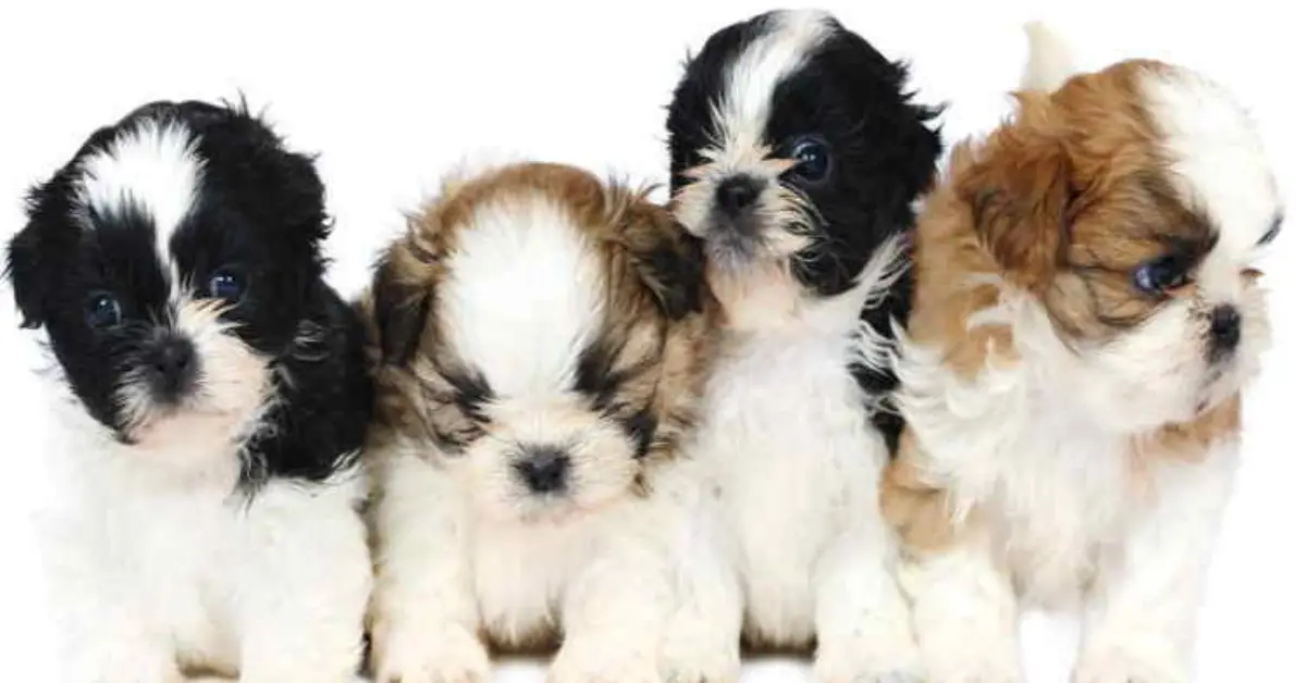 Types of Shih Tzus: A Comprehensive Guide to These Adorable Companions