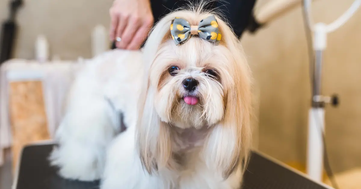 Easy Grooming Tips For Shih Tzu Owners