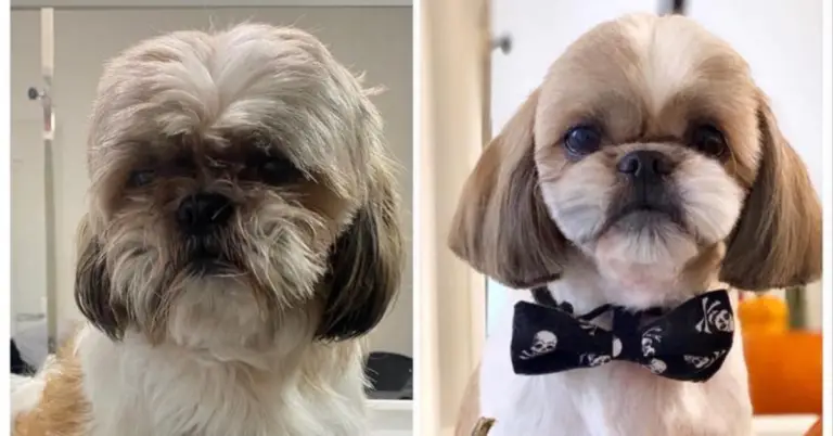 View of The Ultimate Guide to Shih Tzu Grooming: Tips and Techniques