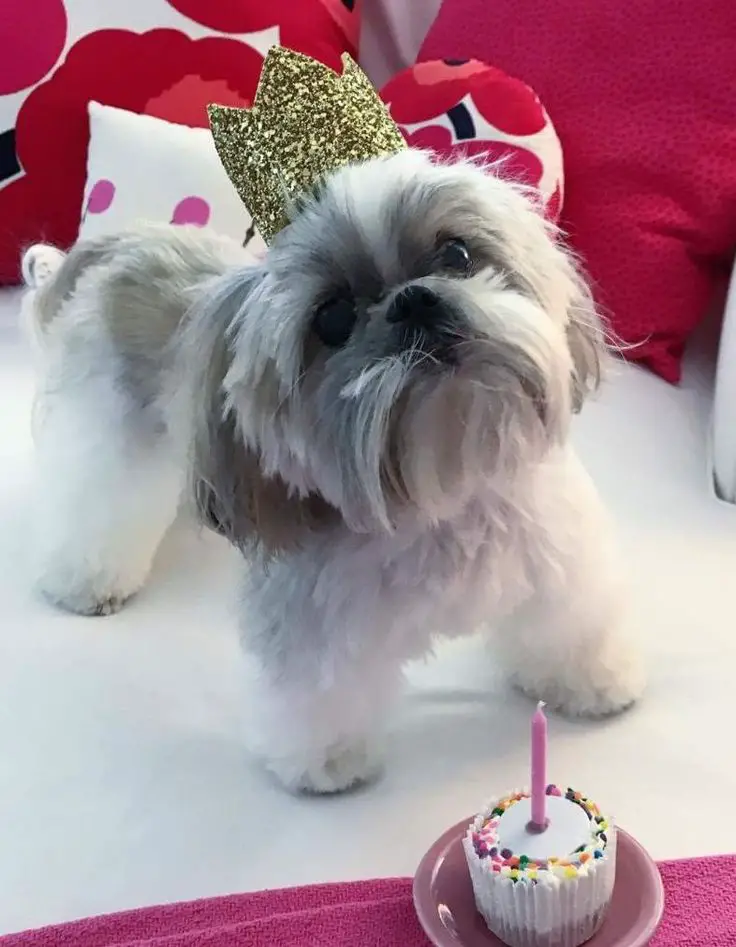 8 Fun Ways to Celebrate National Shih Tzu Day