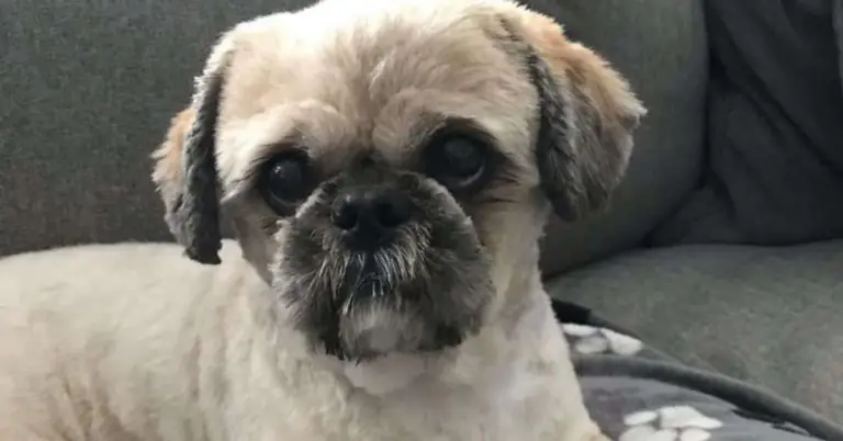 Picture of 8 Safety Tips for Shih Tzus in Hot Weather