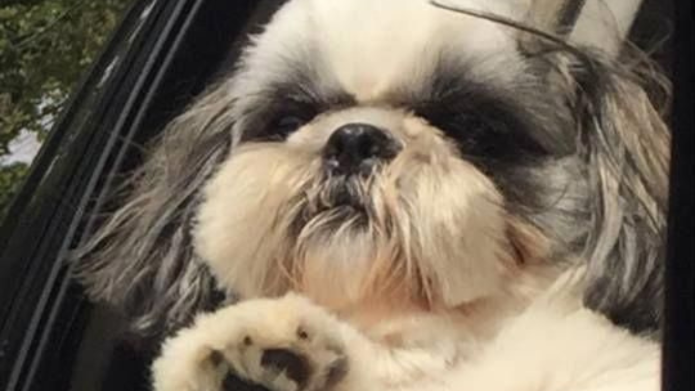 Understanding and Managing Shih Tzu Skin Problems
