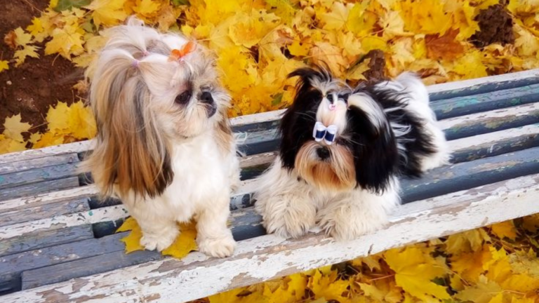 Shih Tzu Skin Problems: Prevention and Treatment - Nahf