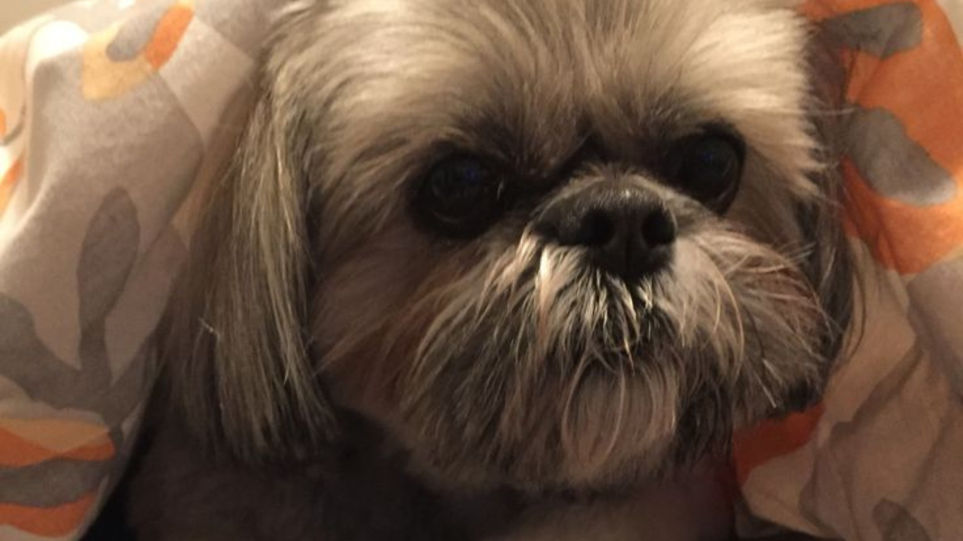 Shih Tzu Aging Gracefully: Tips for Senior Dog Care and Comfort