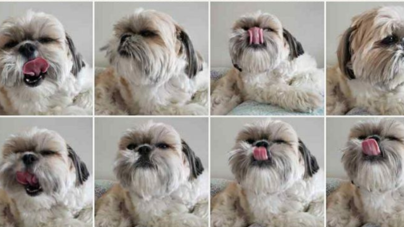 The Complete Guide to Owning a Shih Tzu: 20 Pros and Cons to Consider