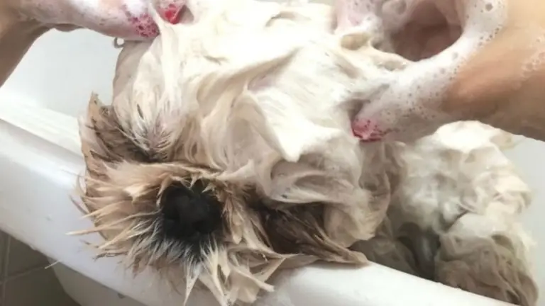 Bath Time for Shih Tzus: How to Properly Wash Your Pup