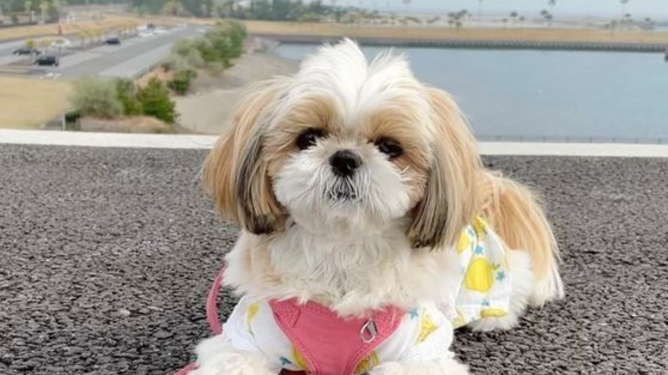 Image showcasing How to Create the Perfect Routine for Your Shih Tzu