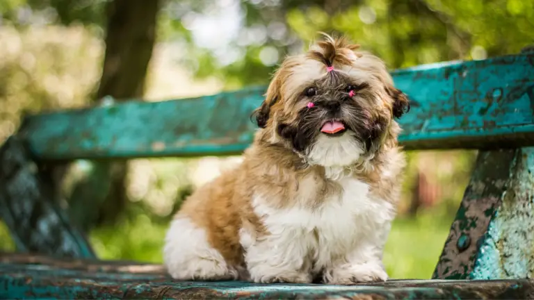 How to Choose the Right Vet for Your Shih Tzu