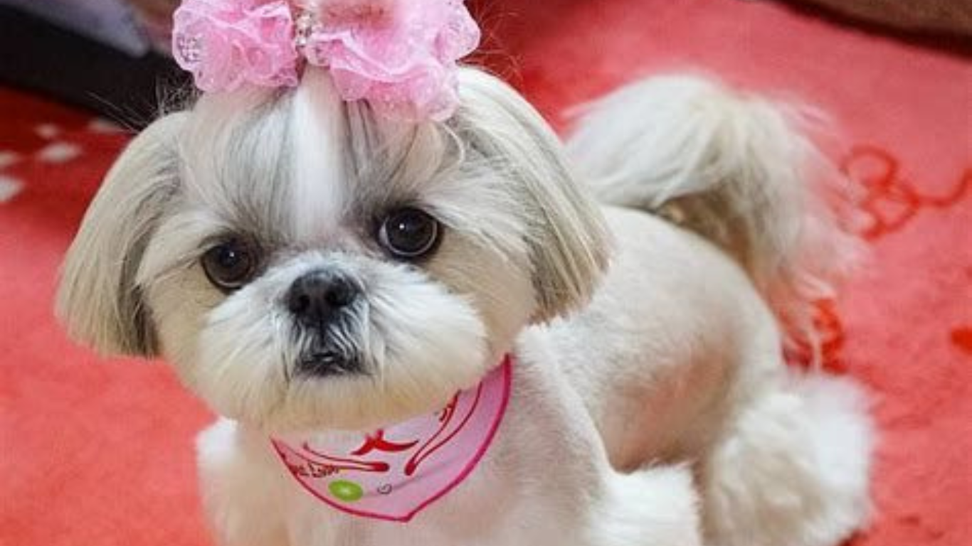 Shih Tzu Grooming - Daily Grooming Guide for Shih Tzu -