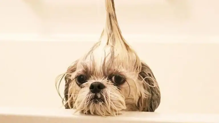 How to Keep Your Shih Tzu Cool During Hot Summer Months