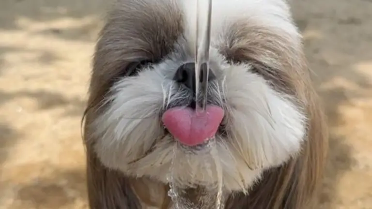 The Importance of Playtime for Your Shih Tzu’s Wellbeing