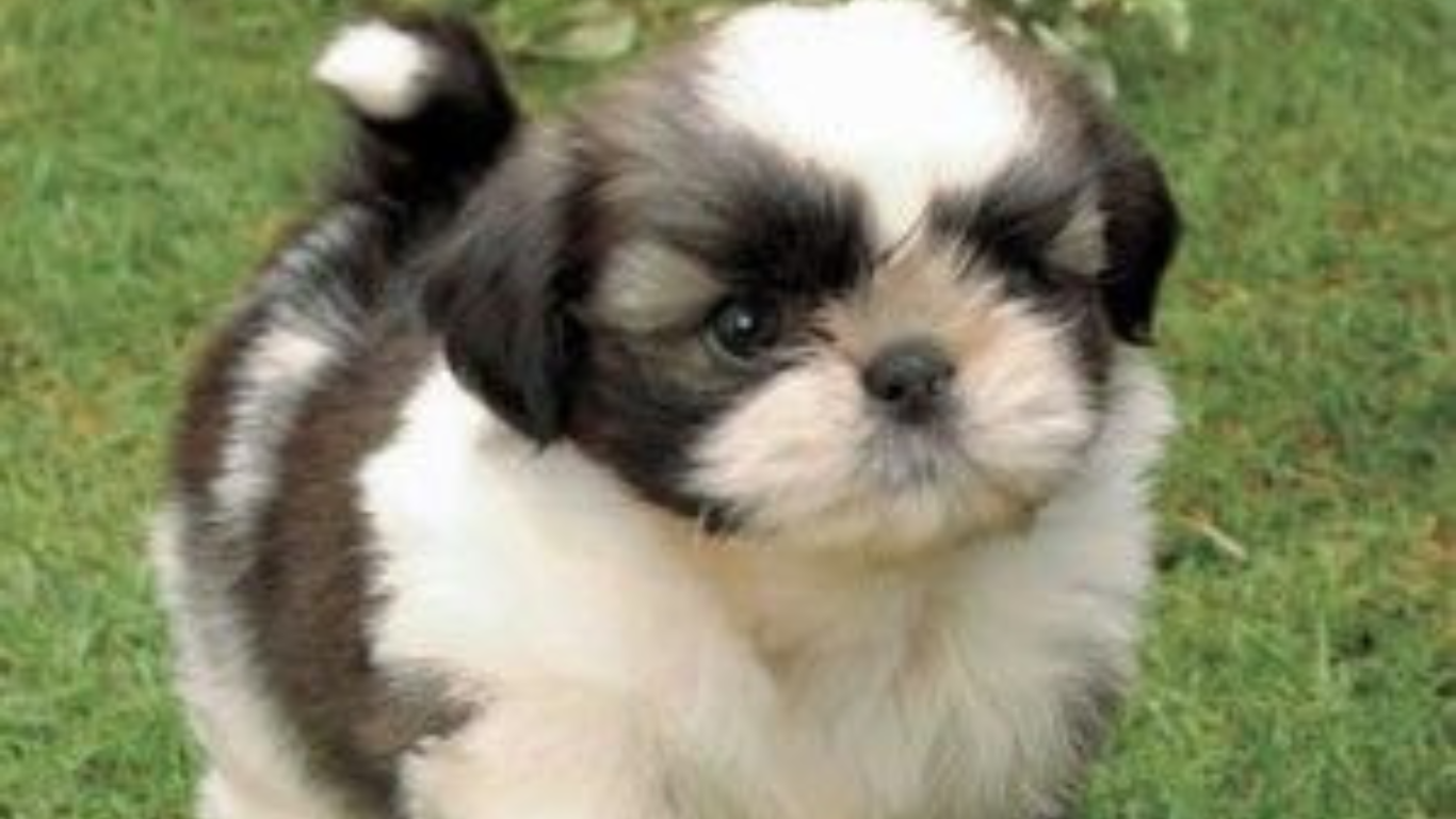 DIY Shih Tzu Grooming: How to Trim Your Pup’s Hair Safely