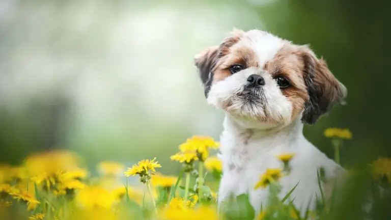 Shih Tzu Communication: How to Understand Their Vocalizations