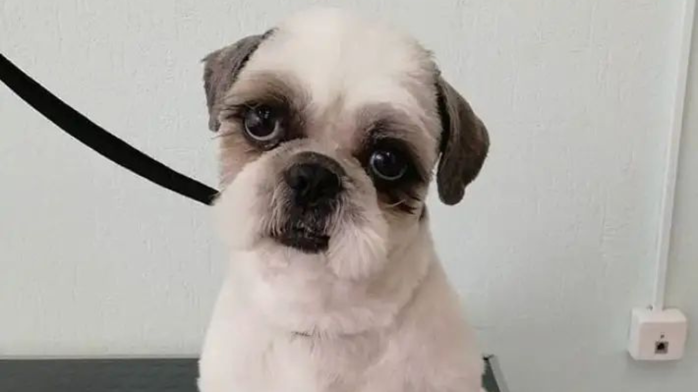Image showcasing Understanding Shih Tzu Coat Types: Grooming Tips for Each