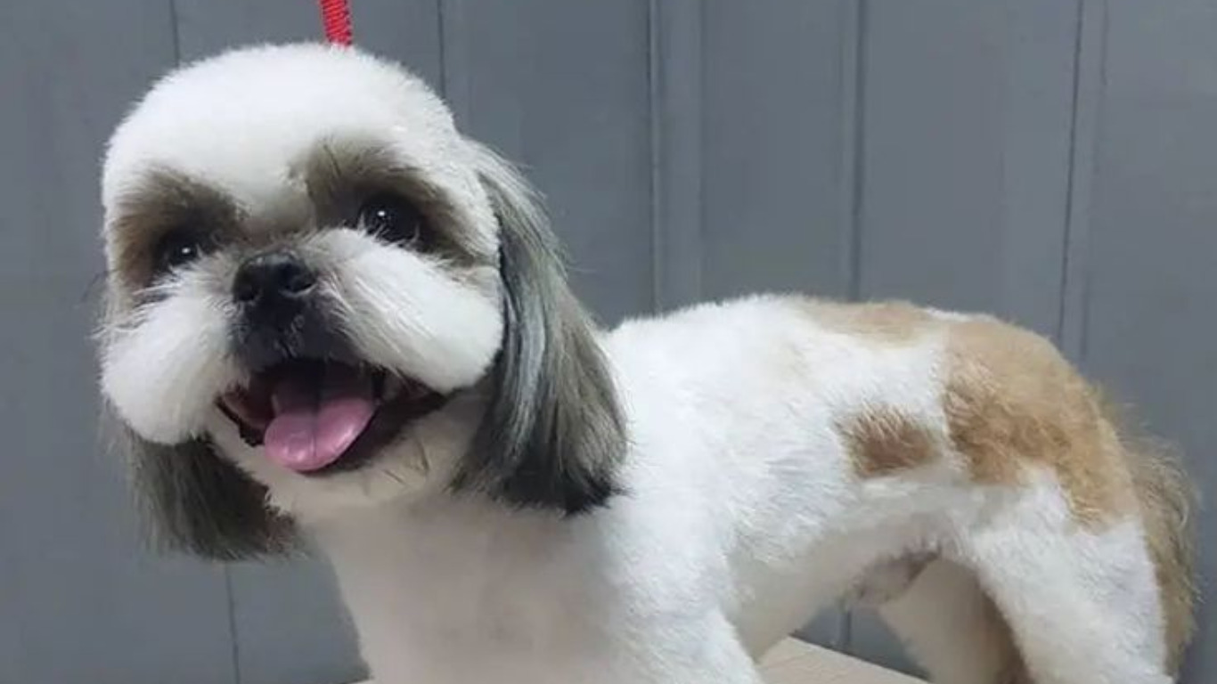 Image showcasing The Ultimate Guide to Shih Tzu Grooming: Techniques and Tools
