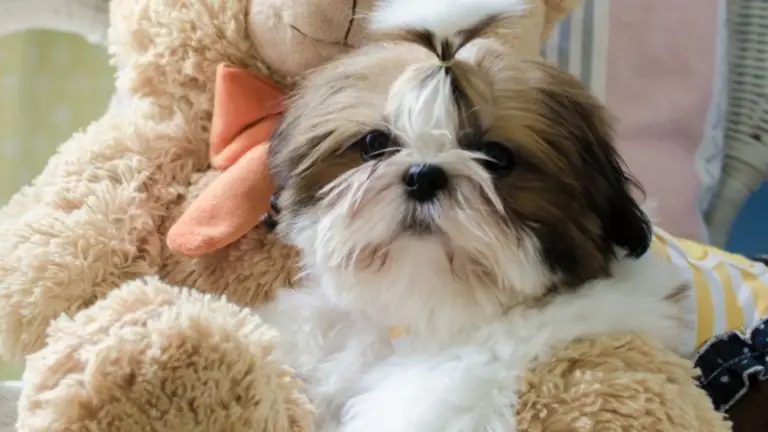 Top 10 Myths About Shih Tzus: Debunking Common Misconceptions