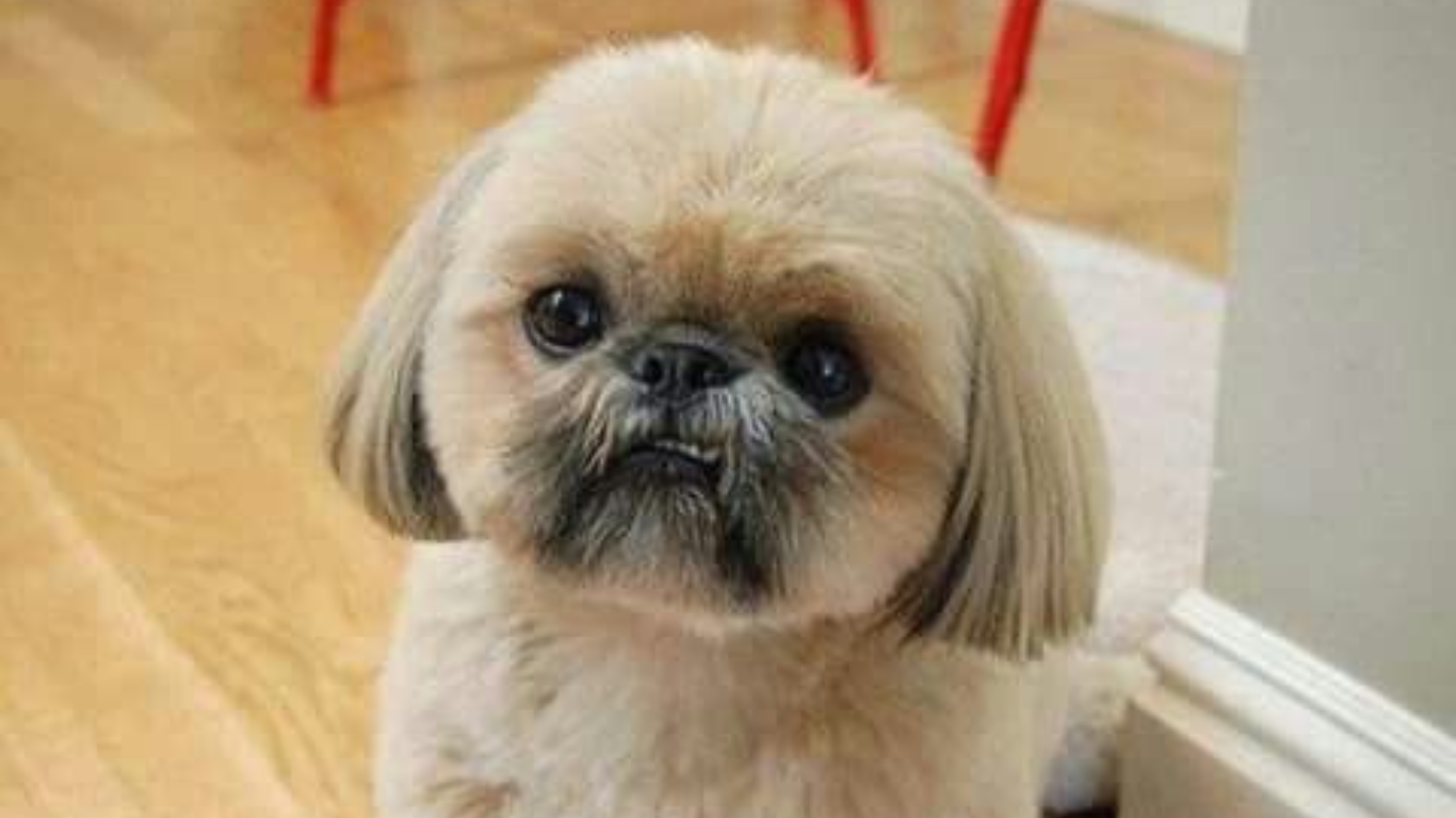 How to Prevent and Treat Mats and Tangles in Your Shih Tzu’s Coat