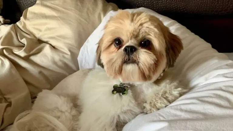 How to Keep Your Shih Tzu Safe During Holidays and Celebrations