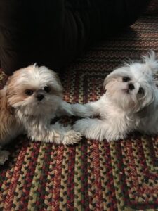 7 Vital Tips for Grooming a Shih Tzu - iHeartDogs.com