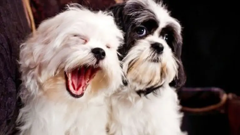 Understanding Shih Tzu Behavior: What’s Normal and What’s Not