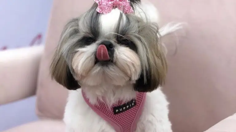 How to Create the Perfect Routine for Your Shih Tzu