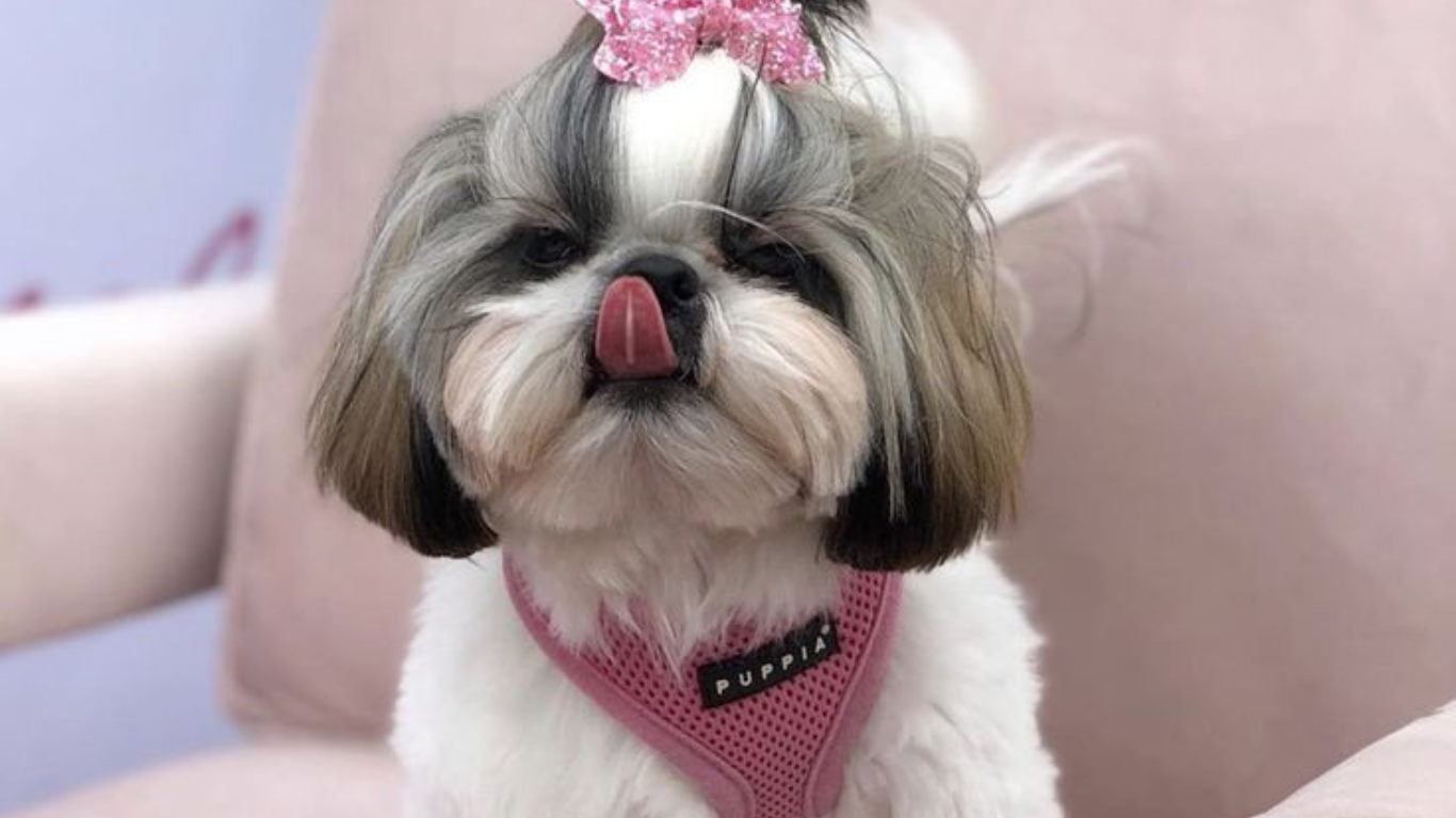 How to Create the Perfect Routine for Your Shih Tzu