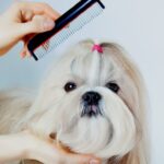 How to Create the Perfect Routine for Your Shih Tzu