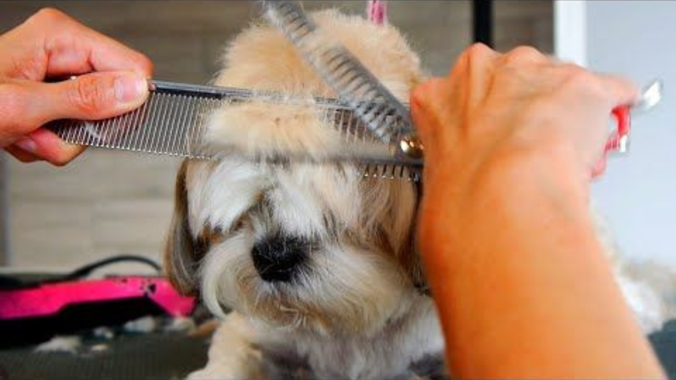 How to Manage Fleas and Ticks During Shih Tzu Grooming